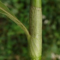 Persicaria barbata (L.) H.Hara